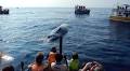 Whale Watching in Sri Lanka 2025-2026
