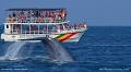 Maritime tourismP: A whale of a gap in regulations