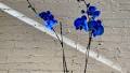 Are Blue Orchids Real? What to Know About the Vibrant Flower