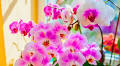 Orchids will bloom beautifully all summer if watered 1 kitchen leftover every 2 weeks
