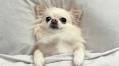 Chihuahua Puppy’s Sleepy Howls Are Music to Our Ears