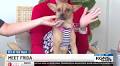 Pet of the Week: Meet Frida, the Pug-Chihuahua mix!