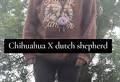 Chihuahua-Dutch Shepherd Mix Is Captivating Viewers With Every Step