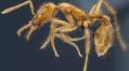 Ant species given first gender-neutral scientific name