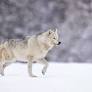 How Trump and Congress Are Attacking the Endangered Species Act – and What You Can Do