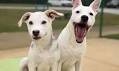 DARKHORSE DOGS: Roxanne & Bandit, Bonded Hearts Seeking One Home