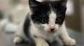 Pets of the week