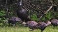 ‘Fast, agile’ wild turkeys flocking on Ontario roadway prompts safety warning