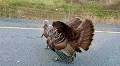 Turkeys get chased off busy roads in St. Catharines, Ont., after sightings prompt safety concerns