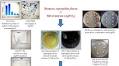 Antibacterial efficacy of silver nanoparticles (AgNPs) against metallo-β-lactamase and extended spectrum β-lactamase producing clinically procured isolates of Pseudomonas aeruginosa