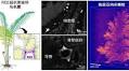 Scientists discover rare earth elements in ferns
