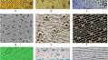 Advanced phenotyping features utilizing deep learning techniques for automated analysis of stomatal guard cell orientation