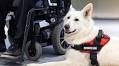 10 Remarkable Service Dog Statistics in 2025: Training, Costs & FAQ