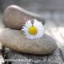 Relaxing zen tracks: soothing healing music & relaxing background music