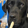Kansas City dog attempts Guinness World Record with unique challenge