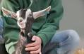 Animal welfare