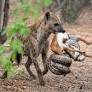 This snake killed a fawn - then a hyena took them both