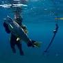 More Great Lakes spearfishing? Michigan anglers push for better opportunities
