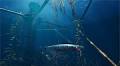 Freediving Hunter: Spearfishing The World Review