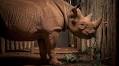 From San Diego Zoo Safari Park to the Serengeti