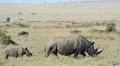 Rare black rhinos relocated to Tanzania in Serengeti repopulation plan