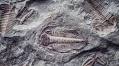 Long Overdue Innovation Is Here For The Fossilized Background Check Industry