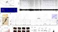 Replay and representation dynamics in the hippocampus of freely flying bats