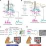 Active dissociation of intracortical spiking and high gamma activity
