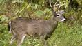 Missouri's deer season has started. Here's what to know about dates, methods and permits