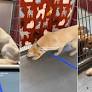 Shy Rescue Dog With a Soft Spot for Puppies at the Kennel Gets Adopted