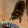 See daring raccoon escape end with a perfect flop