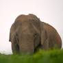 No progress on elephant soft rescue and rehabilitation centre in Karnataka