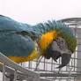 Parrot rescue flying high in Owasso