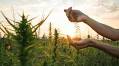 Funding Bill Ropes Hemp Farmers Into a Sticky Situation