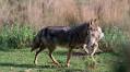 The African wolf, scavenger and hunter