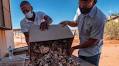 South Africa’s plant poaching epidemic