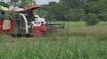 How efforts to send Haiti cheap rice made it hard for the nation to produce its own