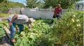 Haitian farmers bring culturally important crops to Cape Cod. 'I found a community'
