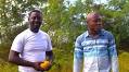 Papaya growers in Haiti hooked on producing the popular fruit despite cultivation struggles