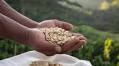 The unimagined genetic resources of Haitian coffee