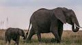 Elephants in India trample man to death in revenge after villagers kill one-year-old calf
