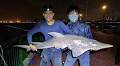 Young anglers catch & release huge critically endangered shovelnose ray at Bedok Jetty