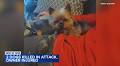 Streamwood woman injured, 2 dogs killed after neighbor's dogs attack; Jordan Marsala cited: 'I don't even feel safe'