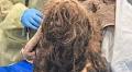 Over 80 dogs removed from filthy Mill Basin, Brooklyn home after woman found dead
