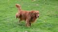 Why Does My Female Dog Lift Her Leg To Pee? Canine Behavior Explained