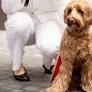 With only three days left, The Peninsula London is letting owners spoil their dogs with Love My Human’s nearly two-hour grooms, blueberry facials, ultrasonic teeth cleaning, and a luxury hotel day inside for humans too.