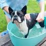 Bathing Your Puppy: A Step-by-Step Guide