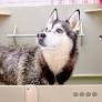Stray Husky Falls Asleep in the Bath After Being Shown Love For the First Time