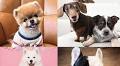 Meet the canine celebrities: Top 10 dog influencers taking over social media in 2025