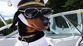 Crusoe the Celebrity Dachshund comes to Calgary